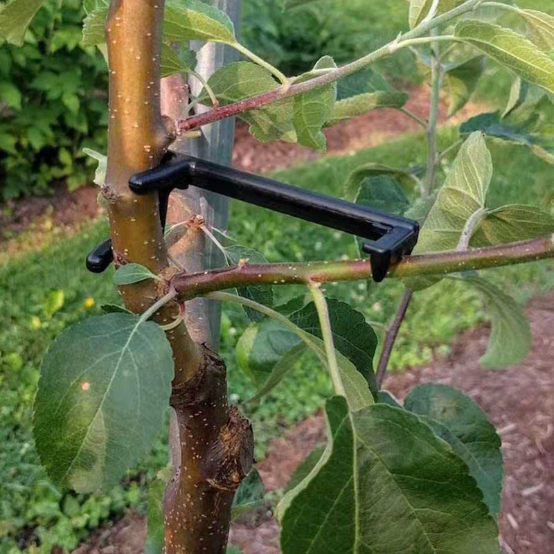 Fruit Roll Up - Pohon buah penarik cabang tanaman merambat
