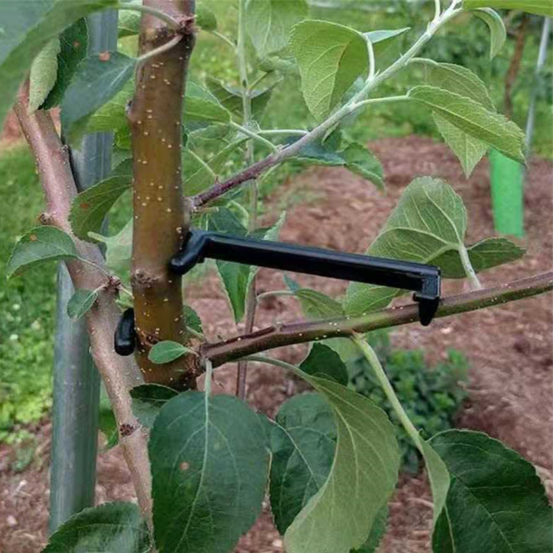 Pohon buah penarik cabang tana - Fruit Roll Up ulasan dan harga
